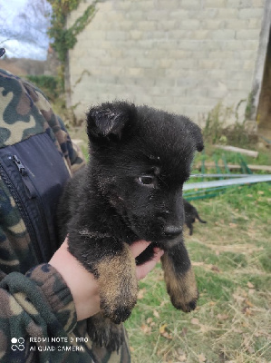 CHIOT