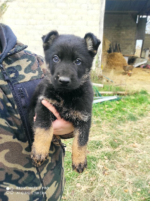 CHIOT