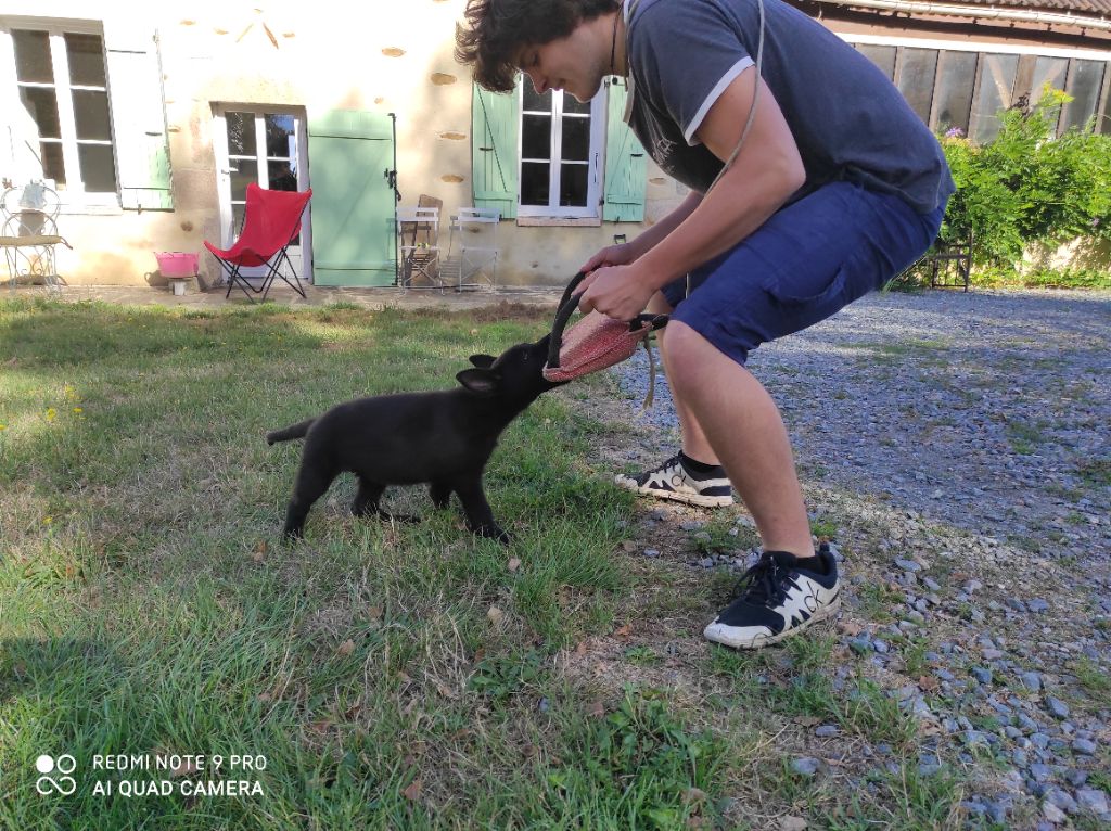 De la roche saint secret - Chiots disponibles - Berger Allemand